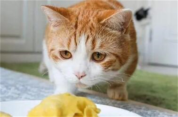 猫可以吃蛋黄吗熟的