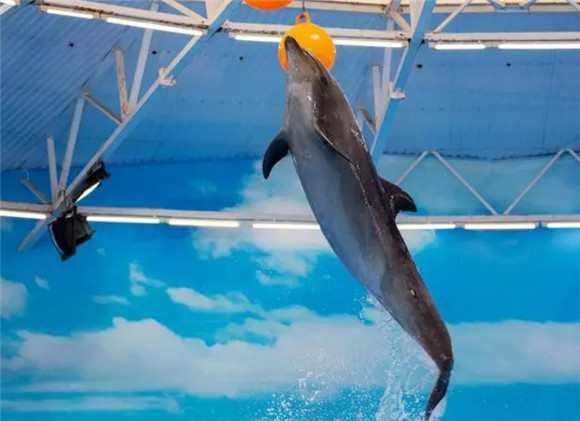 可爱的海豚是如何交配的？