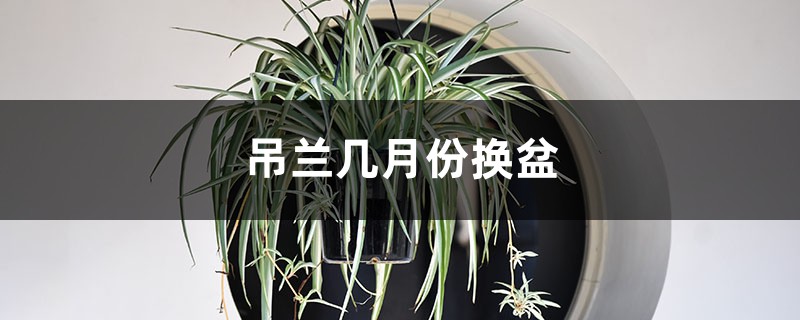 吊兰几月份换盆