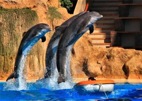 可爱的海豚是如何交配的？