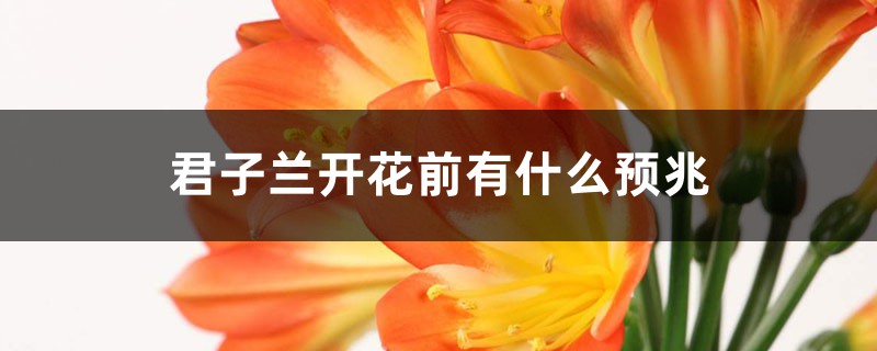 君子兰开花前有什么预兆