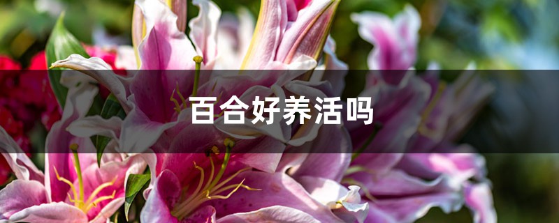 百合好养活吗，该怎么养？