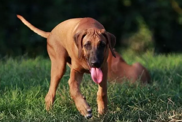 这些十大优秀嗅觉猎犬，选它们准没错！