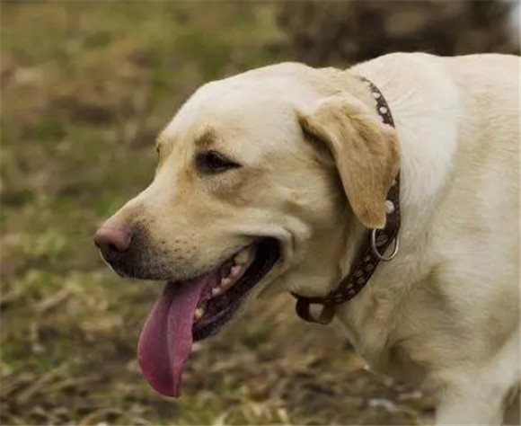 拉布拉多犬的4大“致命缺点”，你还敢养吗？
