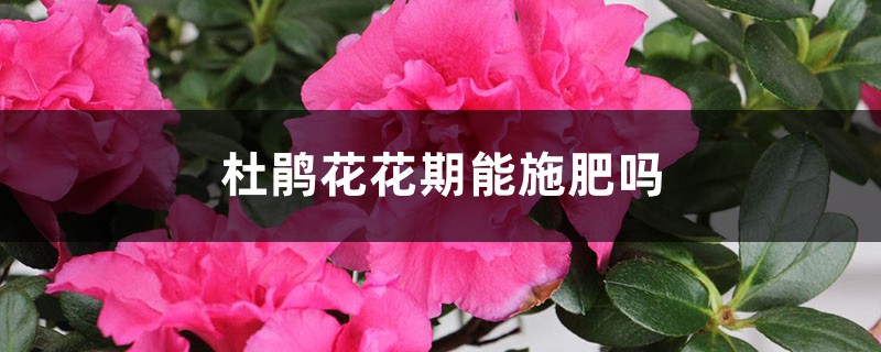 杜鹃花花期能施肥吗，杜鹃花什么时候施肥