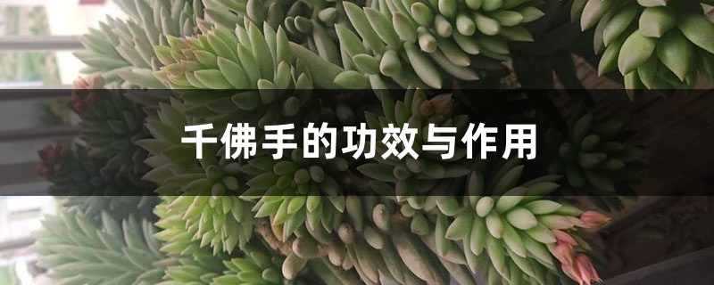 千佛手的功效与作用