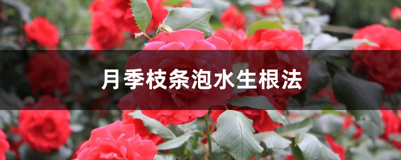 月季枝条泡水生根法