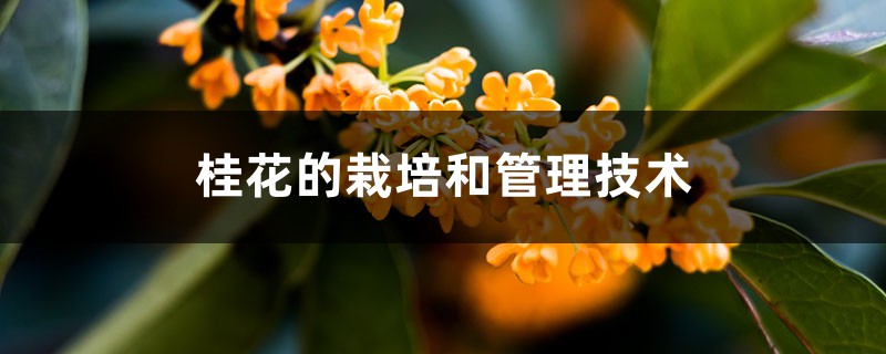 桂花的栽培和管理技术