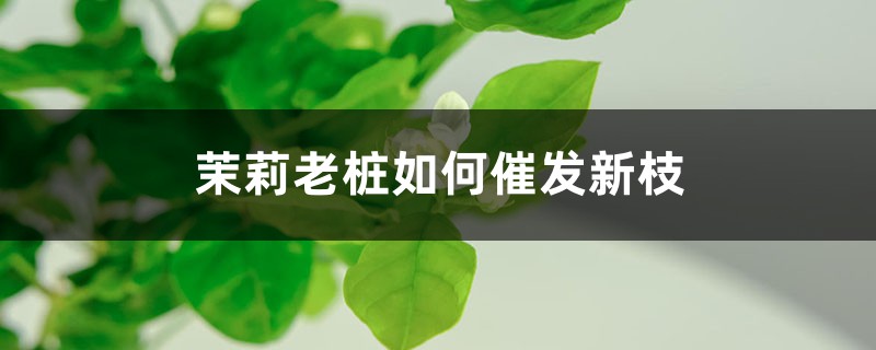 茉莉老桩如何催发新枝