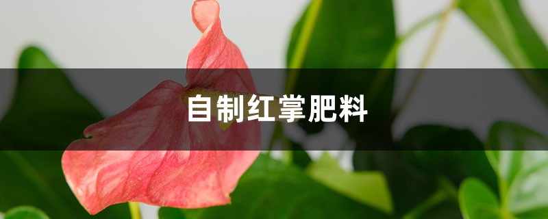 自制红掌肥料