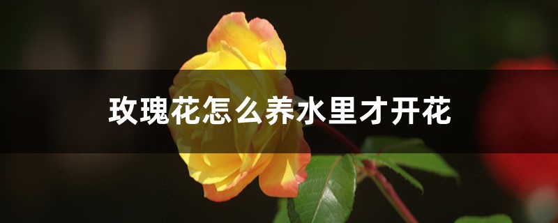 玫瑰花怎么养水里才开花