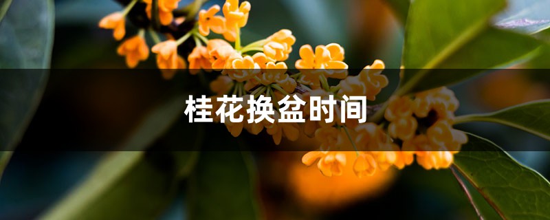 桂花换盆时间