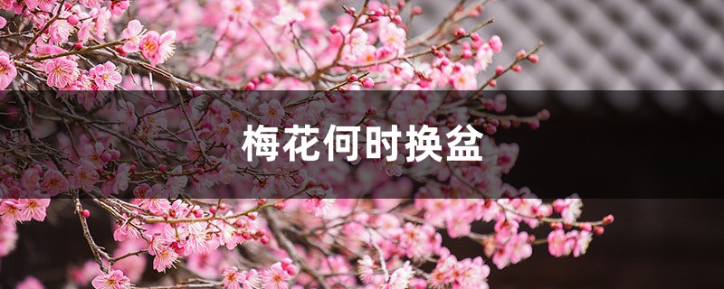 梅花何时换盆