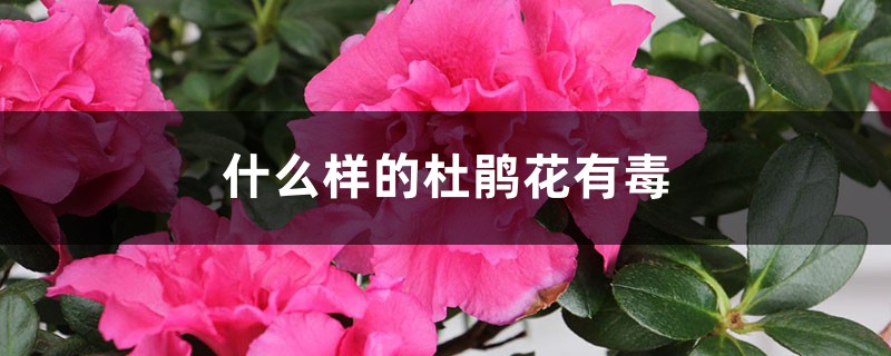 什么样的杜鹃花有毒