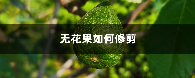 无花果如何修剪