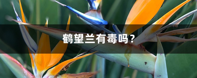 鹤望兰有毒吗？