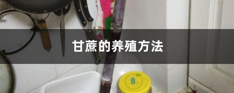 甘蔗的养殖方法