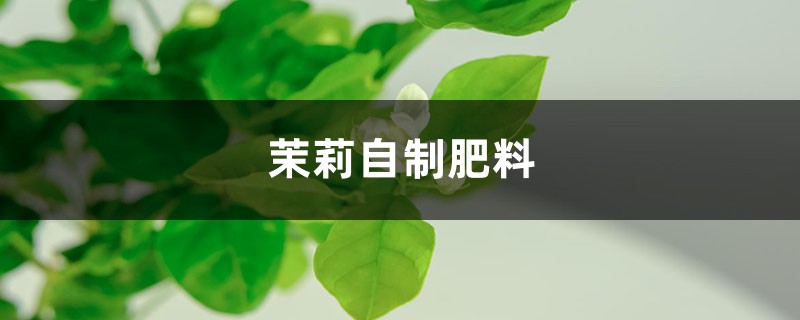 茉莉如何自制肥料