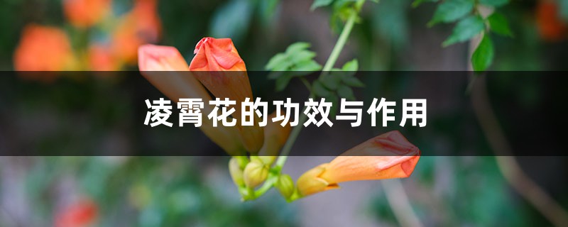 凌霄花的功效与作用