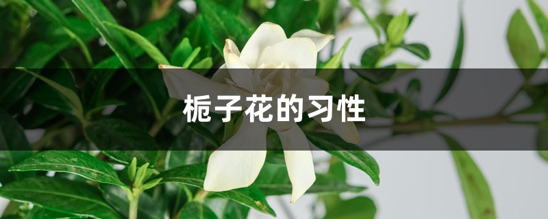 栀子花的习性