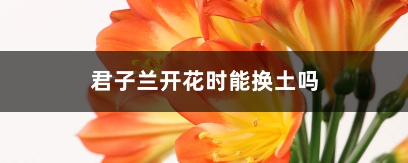 君子兰开花时能换土吗