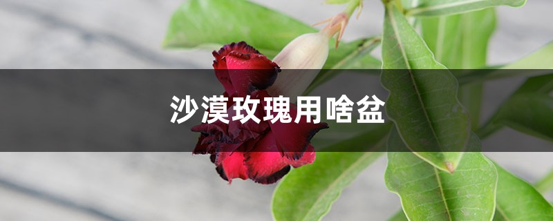 沙漠玫瑰用啥盆