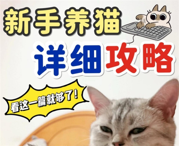 养猫新手必看！一站式详尽攻略