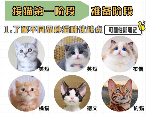 养猫新手必看！一站式详尽攻略