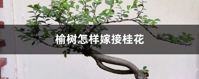 榆树怎样嫁接桂花