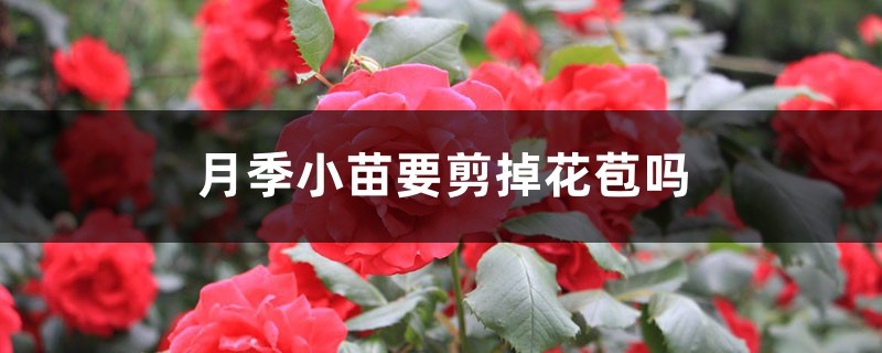 月季小苗要剪掉花苞吗