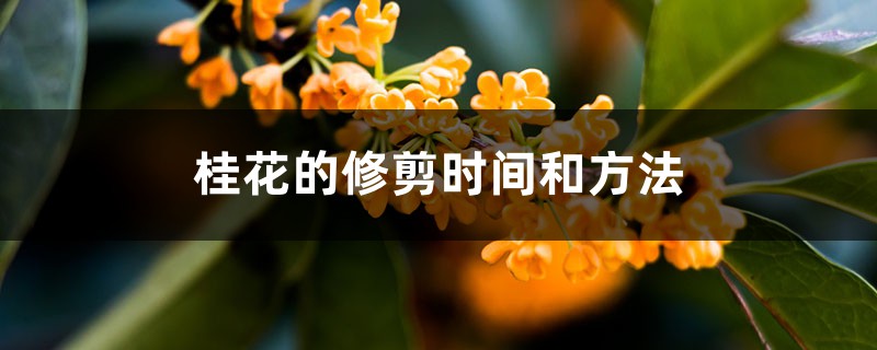 桂花的修剪时间和方法