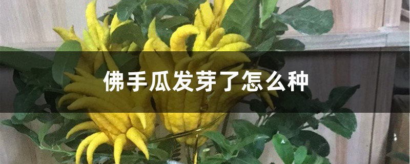 佛手瓜发芽了怎么种