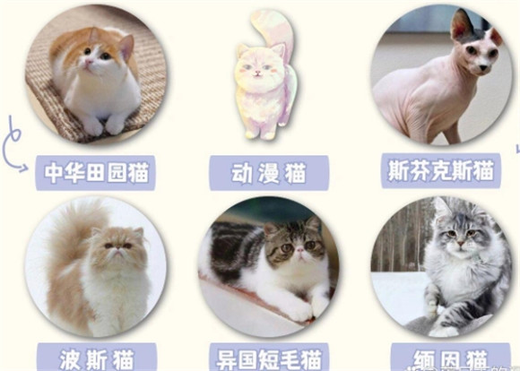 猫咪品种全解析｜新手养猫必备指南｜