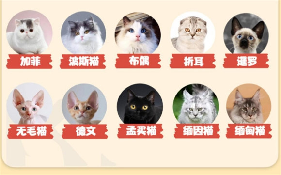 14大热门猫咪品种大盘点，哪些最适合养猫新手？