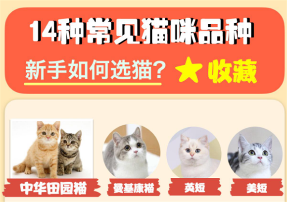 14大热门猫咪品种大盘点，哪些最适合养猫新手？