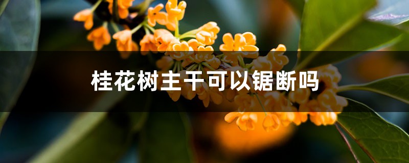 桂花树主干可以锯断吗