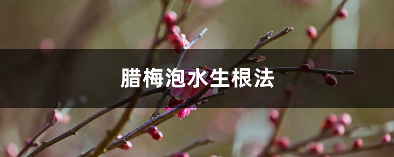 腊梅泡水生根法