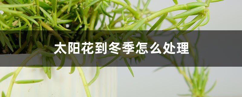 太阳花到冬季怎么处理