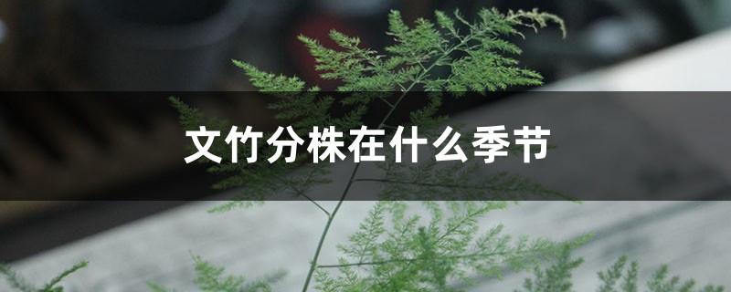 文竹分株在什么季节