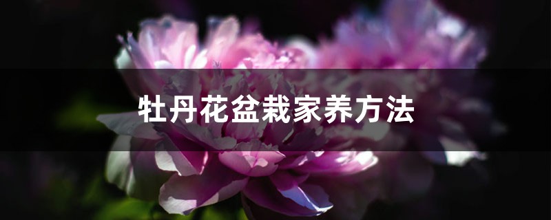 牡丹花盆栽家养方法