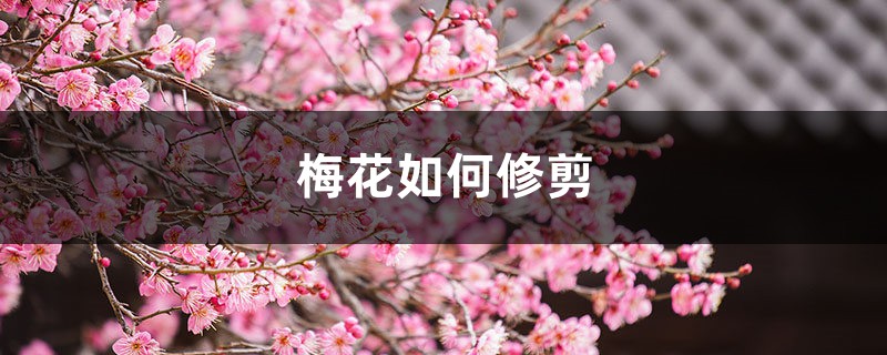 梅花如何修剪