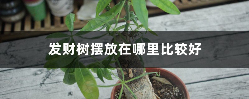 发财树摆放在哪里比较好