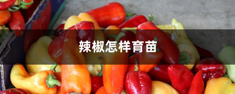 辣椒怎样育苗