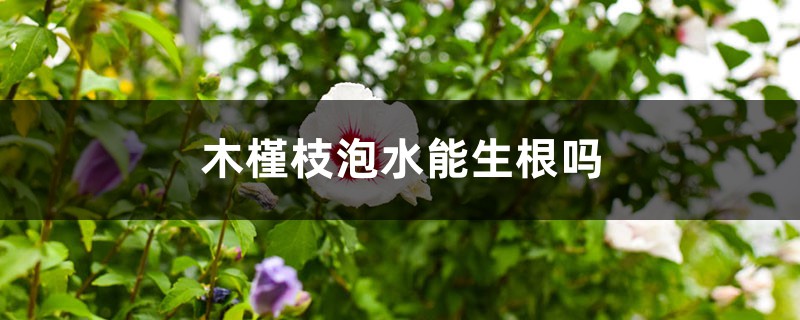 木槿枝泡水能生根吗