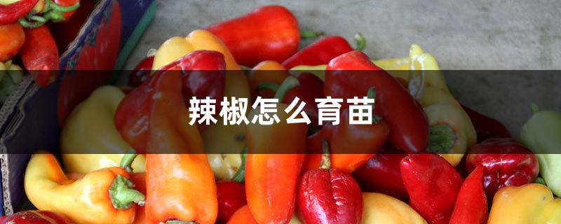 辣椒怎么育苗