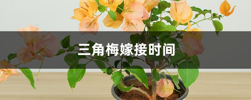 三角梅嫁接时间