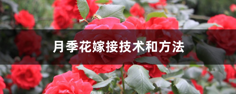 月季花嫁接技术和方法