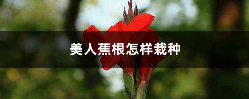 美人蕉怎样栽种