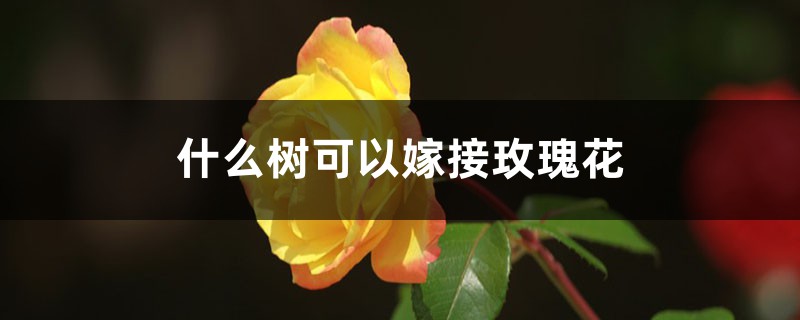 玫瑰花可以嫁接什么树，该怎么嫁接？