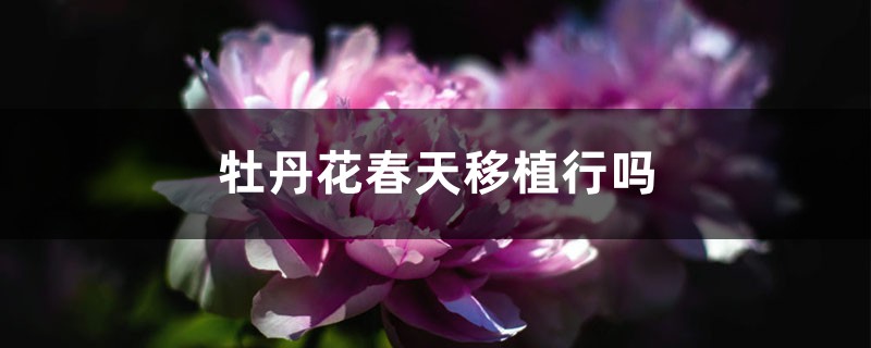 牡丹花春天移植行吗